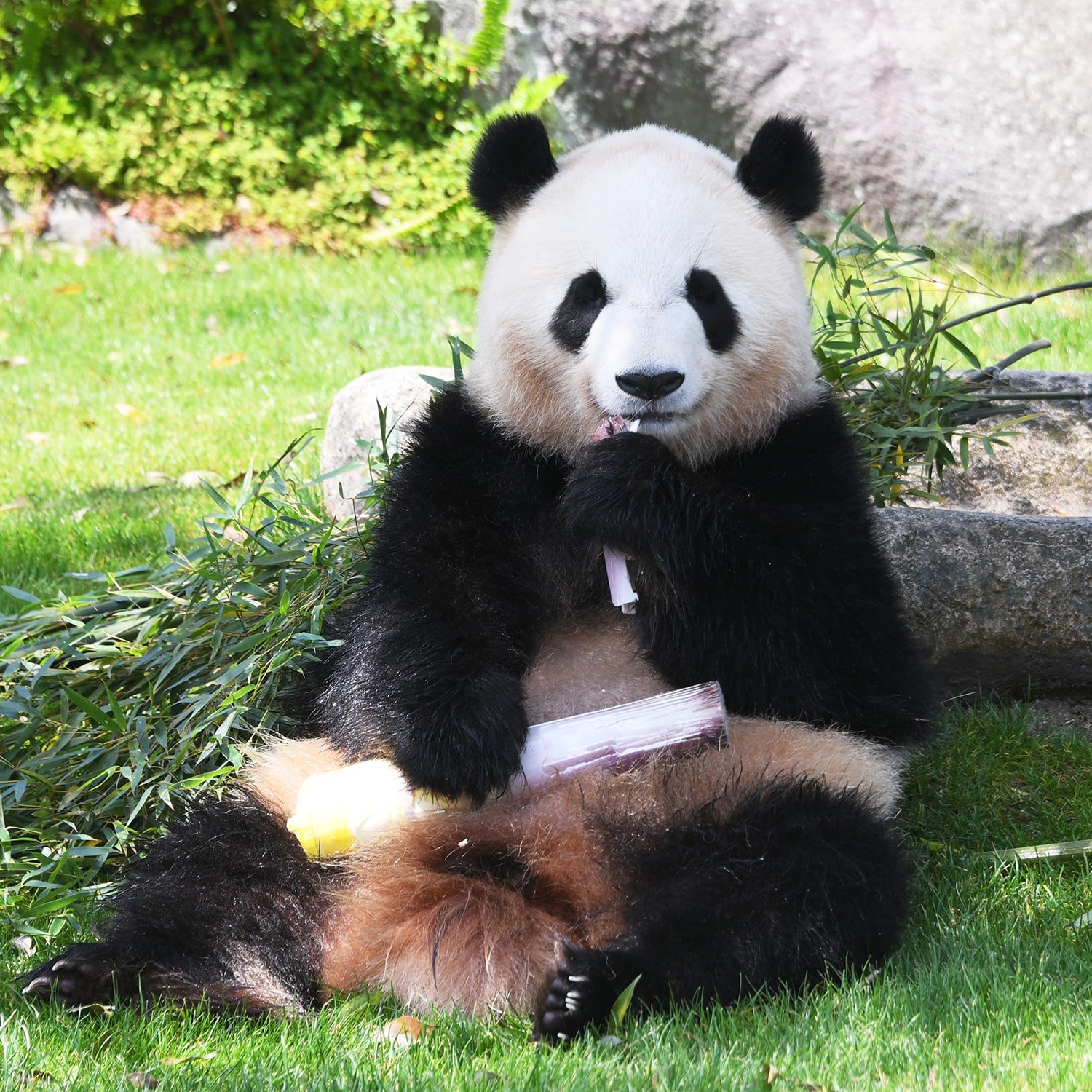 アドベンチャーワールド公式動物で選ぶ/パンダオンラインショップ