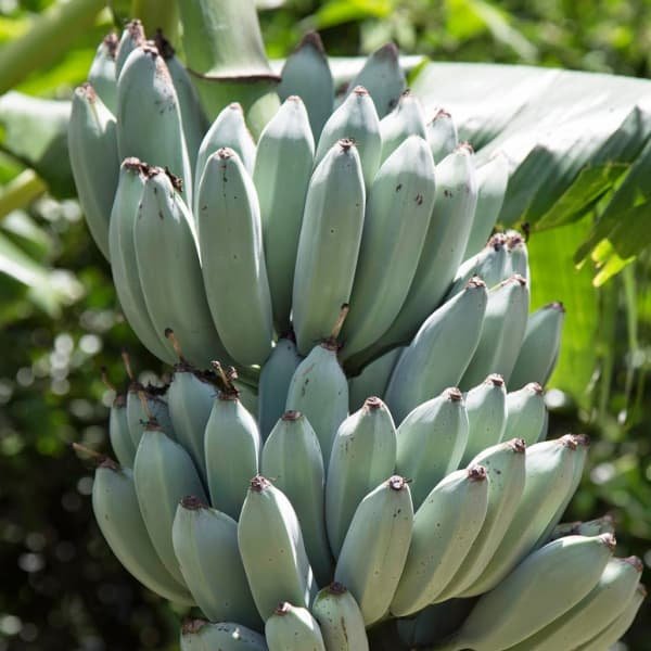 園芸ネット本店｜[26年5月中下旬予約]アイスクリームブルーバナナ4号